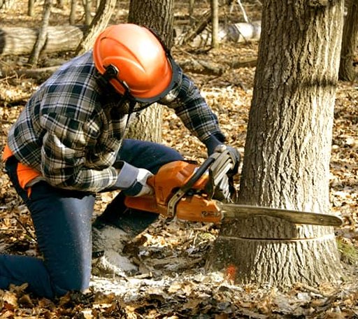 Tree Removal in Powder River, WY
